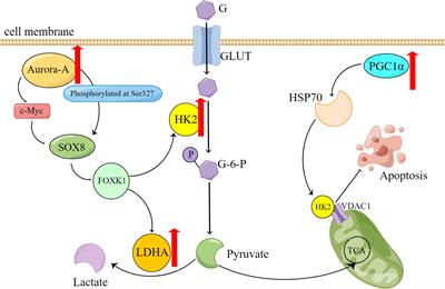 Metabolic reprogramming of three major nutrients in platinum-resistant ovarian cancer